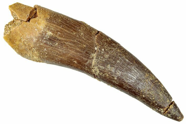 Fossil Plesiosaur (Zarafasaura) Tooth - Morocco #296330